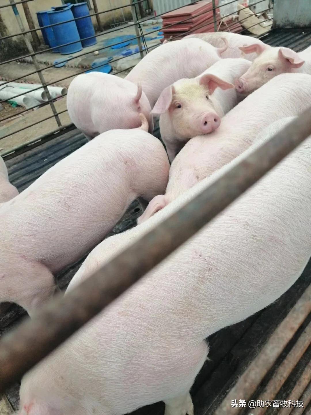 用复合益生菌发酵中草药养猪猪病少猪肉