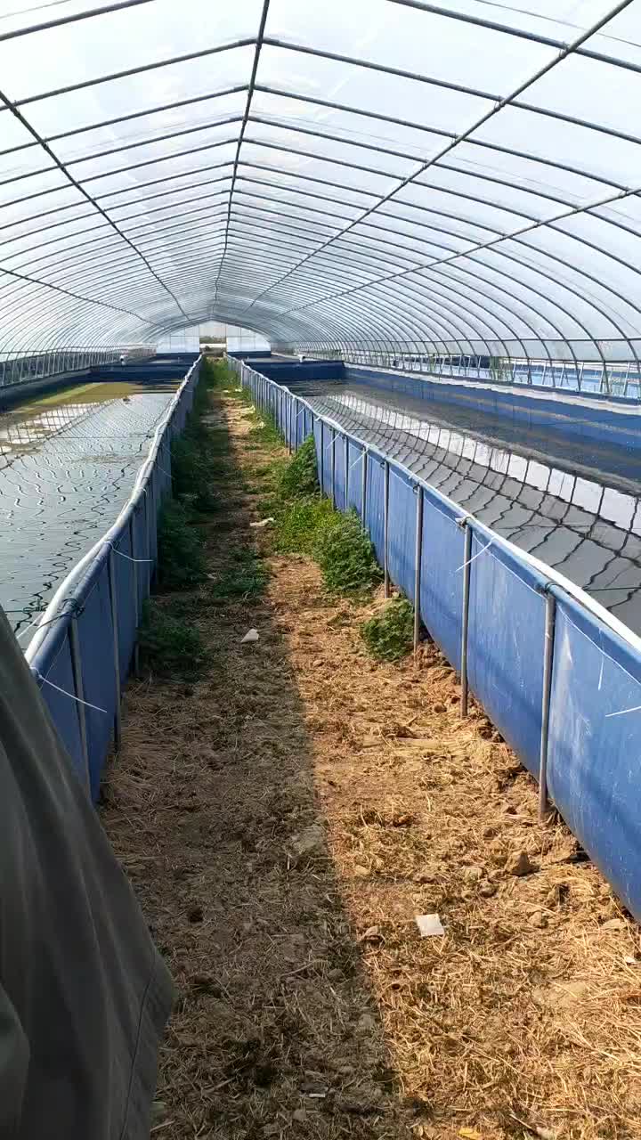 金湖大棚养龙虾第一人