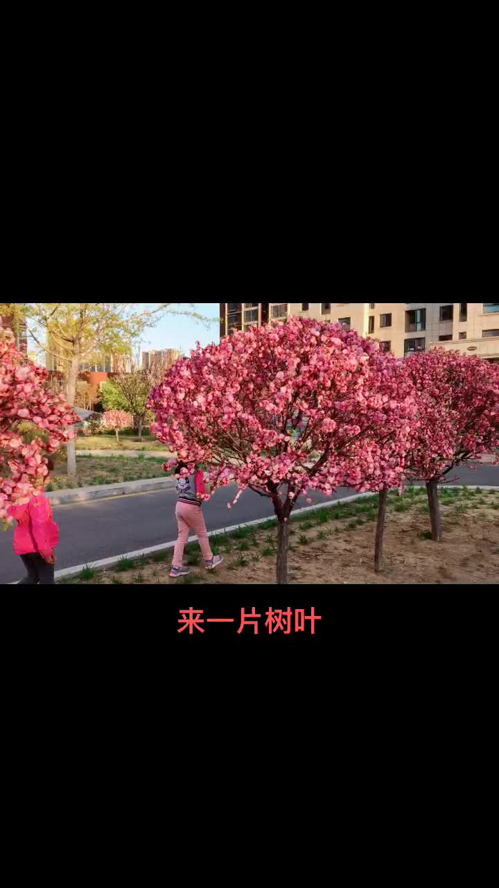 小区里的小桃红花,真的是太漂亮了#小桃红