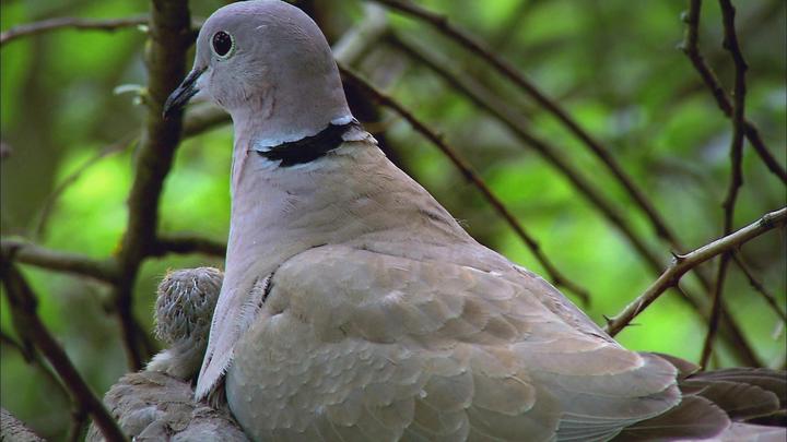有些鸟的嗉囊能分泌一种与母乳极其相似的液体