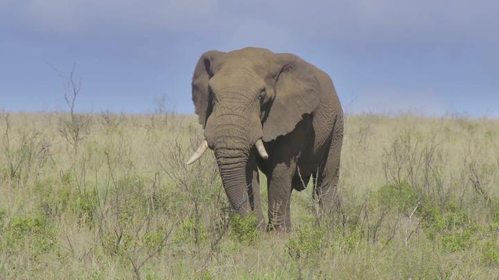 大象拥有奇特本领能预测到下雨的时间和地点