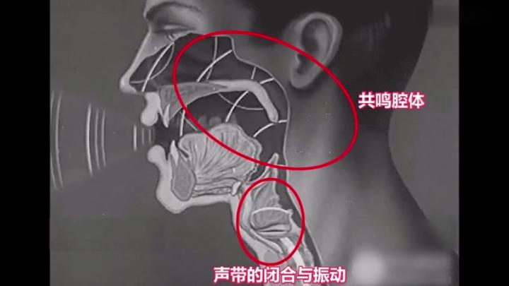 甲杓肌环甲肌是什么我们要锻炼它们来唱高音