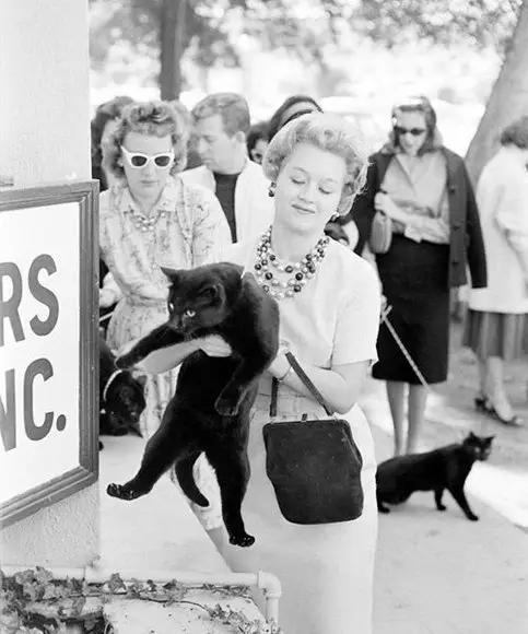1961年好莱坞黑猫试镜会