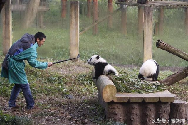 求赐名！重庆动物园双胞胎大熊猫正式与市民见面