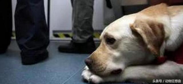 导盲犬乘坐地铁，却被乘客赶了出去，原因十分无奈！