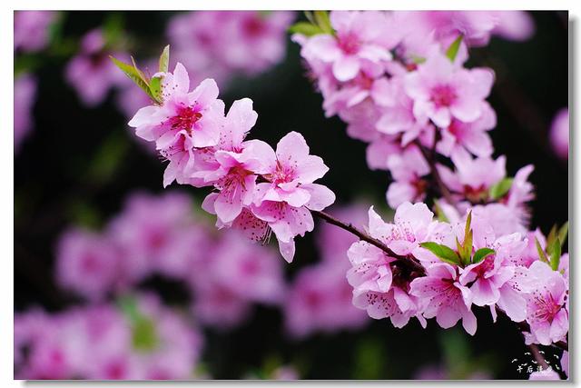 丰庆公园满园春色 彩色的世界来了