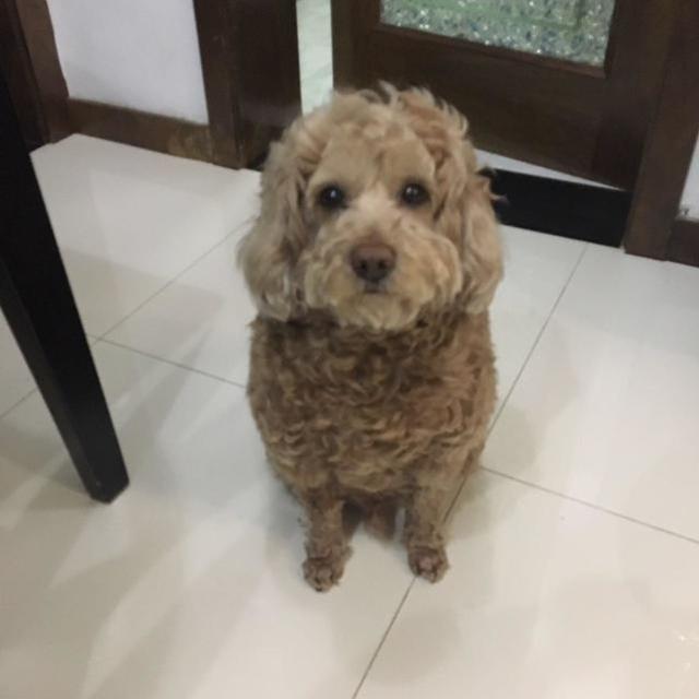 真泰迪与假泰迪的区别