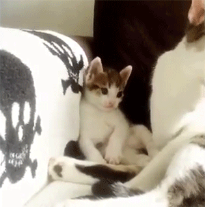 刚断奶的小猫咪看到喵妈在洗脸后，它也有模有样的学了起来