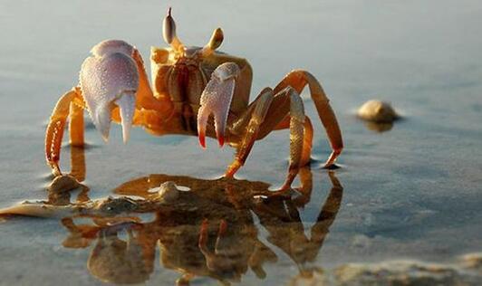 活螃蟹怎么保存 活螃蟹如何保存才好