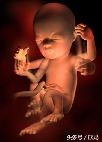 妈妈怀胎十月，胎儿1-40周的发育过程图