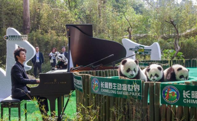 重磅丨长隆熊猫三胞胎跟着李云迪全球巡演了......