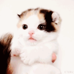 刚断奶的小猫咪看到喵妈在洗脸后，它也有模有样的学了起来