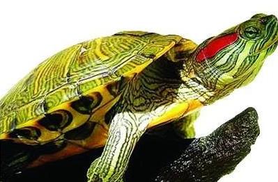 一学就会，6招教你辨别巴西龟年龄！
