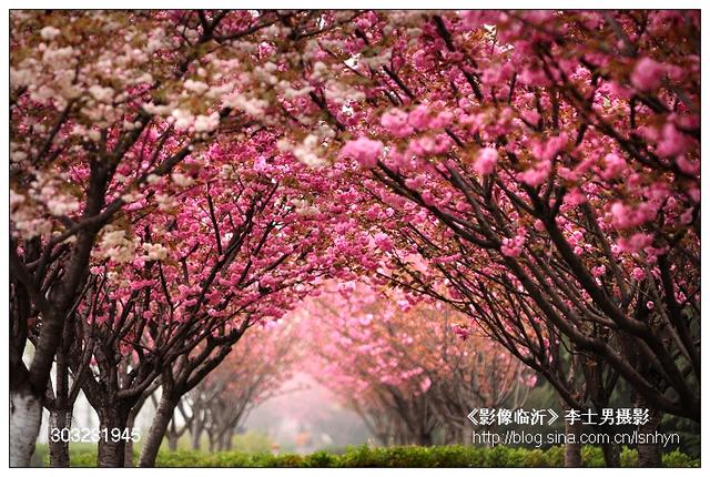 临沂多条道路迎来最美樱花季！ 不畏雾霾遮望眼，不见就散了！