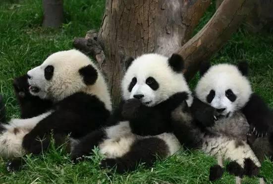 大熊猫为什么是黑白的？