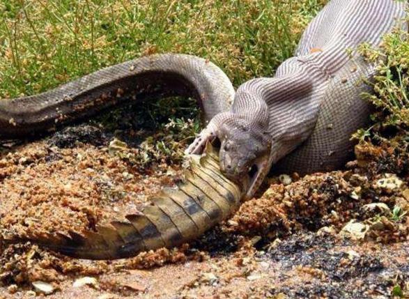 鳄鱼被蟒蛇吃进肚子里后的变化，不得不让人惊叹啊！