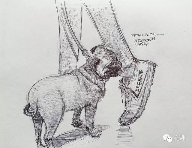 插画|触动心底的宠物插画——Addy的宠物世界（11）