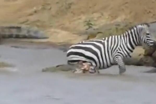 斑马被鳄鱼狠咬肚子后逃脱，不料内脏全外露，下一秒竟然如此！