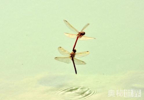 蜻蜓吃什么:蜻蜓一天竟能吃掉1000只小飞虫