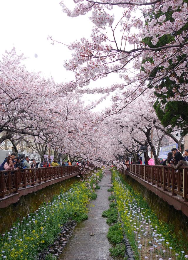 我们去看世界——出发思密达： 2016年4月韩国庆州釜山镇海赏樱花