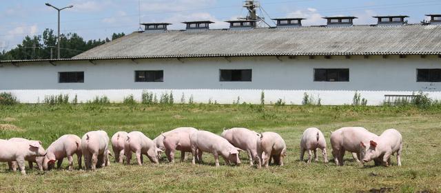 1000平米养猪场采暖，空气源热泵表现出色