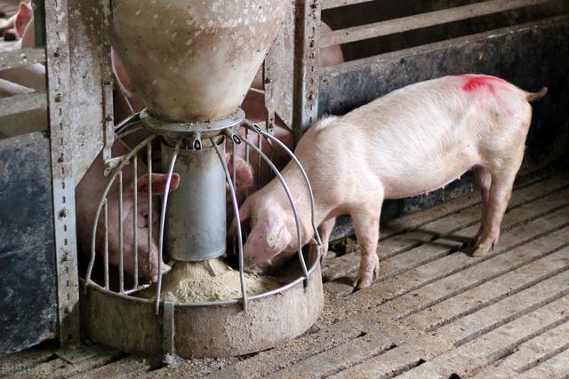 缺猪又缺肉，7月猪价开门红，但仍有两个隐患，养猪人要早知道
