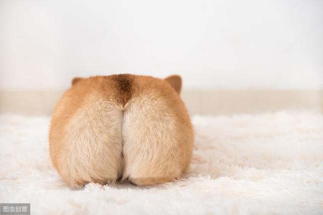 柯基为什么一出生不久就要断尾