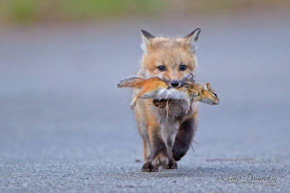 都说狐狸狡黠，可是你见过狐狸捕猎吗？