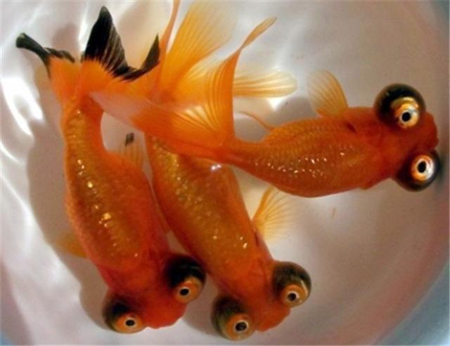 新手避雷指南 饲养难度很高的金鱼品种 宠物 蛋蛋赞