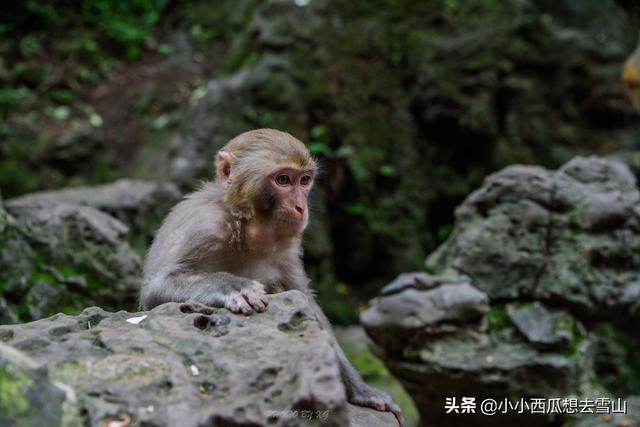 中国性价比最高的公园，为国家4A级景区只收5元门票，就在贵阳！