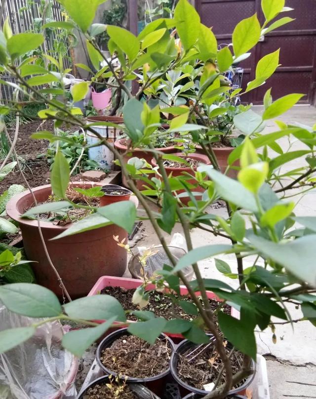 15句适用养花谚语，句句精髓