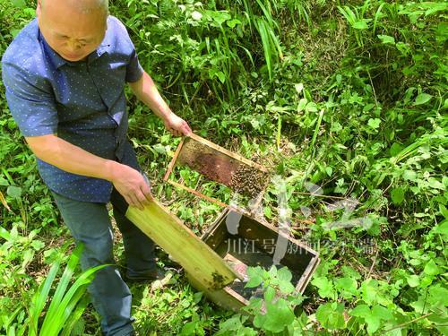 黑熊偷蜂蜜、野猪啃玉米、渔鸮捕鱼……野生动物“组团闹事”，古蔺山区农民很烦恼