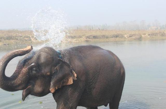 在几千万年的时光里,大象是如何进化出这么长的鼻子的
