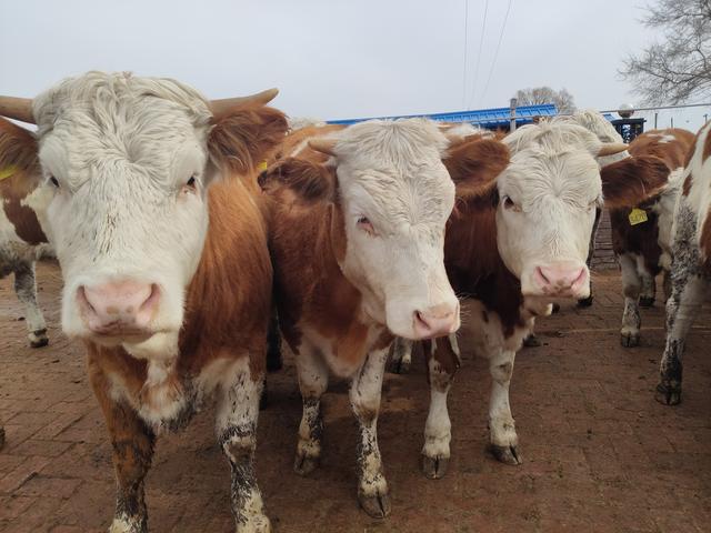 养牛人的疏忽造成了很大损失，六十多头牛损失