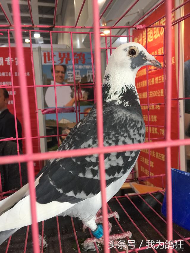 2018年廊坊春季鸽展上出现一只200万元人民币的荷兰种鸽