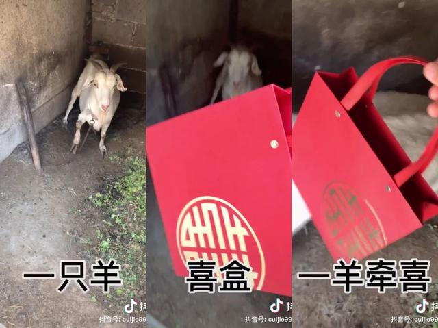 谐音梗挑战在抖音爆红，看完后我尴尬地满地拉屎...