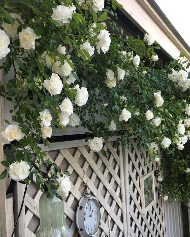 景乔物语 攀缘植物的秘密 湖南景乔园林 官方网站 园林工程 苗木基地 绿化养护 私家庭院 庭院设计