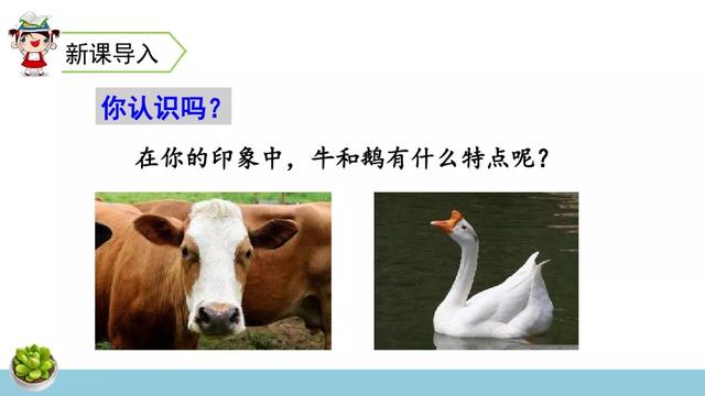 《牛和鹅》教学内容PPT课件图片预习