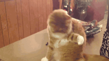 猫冲着人放屁什么意思