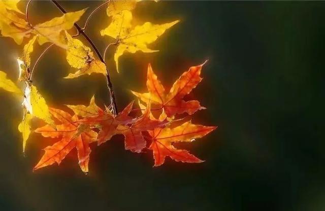 ����------�������ֻ�