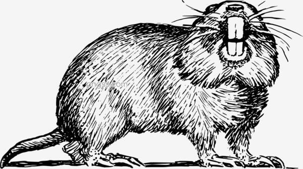 海狸卡通png搜索网 精选免抠素材 透明png图片分享下载 Pngss Com