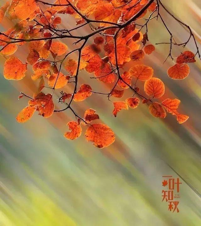 ����------�������ֻ�