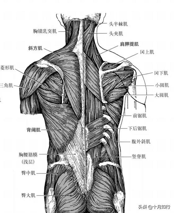 如何練好背肌？5個細節6個動作，全面刺激背肌塑造完美倒三角身材