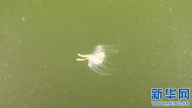 水库|庐山枧洼水库桃花水母 桃花水母有“水中大熊猫”之称