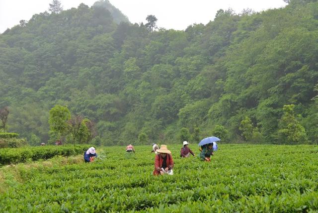 张远翔：“干发茶郎”托起乡亲致富梦