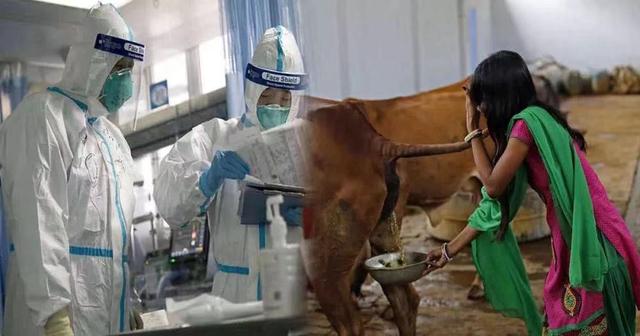 印度三哥是如何靠吃牛粪预防新冠病毒的...