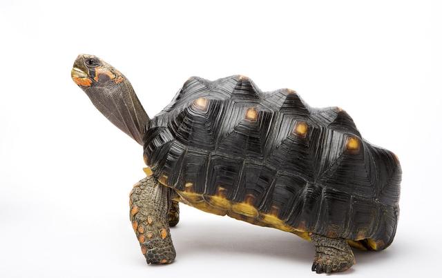 红腿象龟_淡水两栖类_西南渔业网 水花鱼 水产养殖专业网 渔业行业门