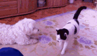猫猫朝你放屁，是爱的彩虹屁还是真的出了“猫”病？