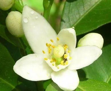 你不一定见过的水果花 橙子也开花 绝代有佳人 幽居在深谷 农夫森林