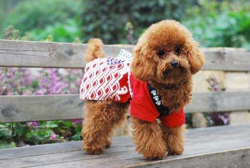 养了“泰迪犬”几年，花了上万元医药费后，我明白了这7个道理